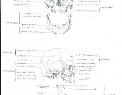 Anatomy Sketchbook