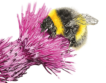 Bee Watercolour