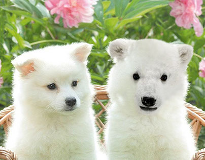 Combinación de oso polar con un perro