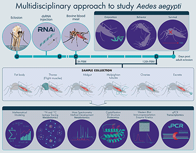 Multidisciplinary approach to study Aedes aegypti