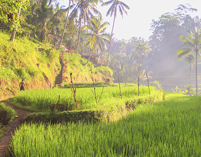 Ubud rice fields, Bali