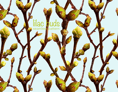 Pattern Lilac buds