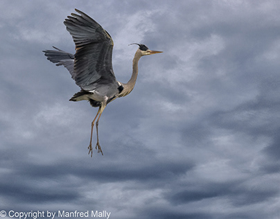 flying grey heron at nest building