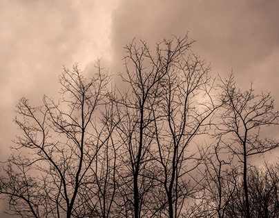Treetops... (monochrome)