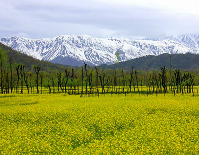 Kashmir Awakening: May's Floral Symphony