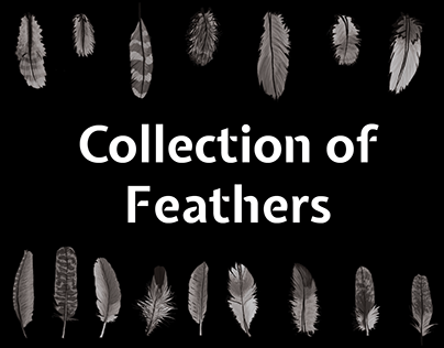 Collection of Hand-painted Feathers