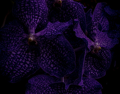 Vanda orchid saying good night...