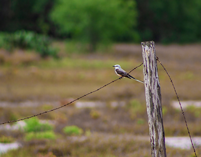 Perched On Barbed Wire