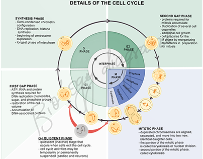 Cell Cycle and its phases