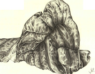 Observation drawing - Dry Leaf