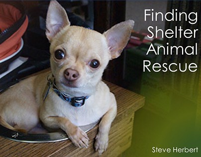 Finding Shelter Animal Rescue