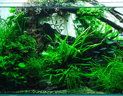 Best Aquatic Plants For Betta Fish