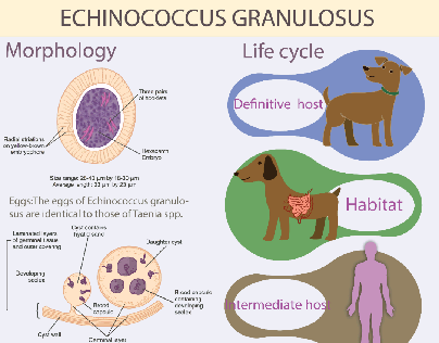 echinococcus granulosus