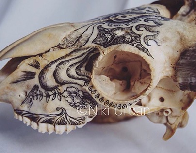 Animal skulls/bones