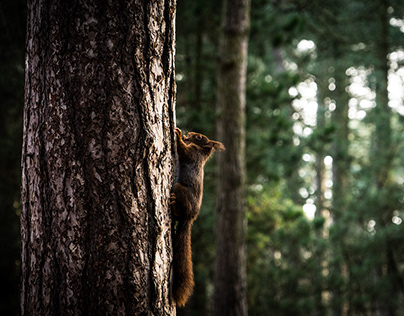 Red Squirrels At Formby // Britain's Wildlife