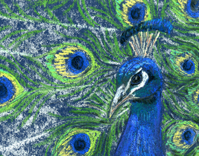 Peacock in pastel