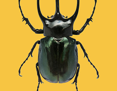 Chalcosoma beetle pictogram