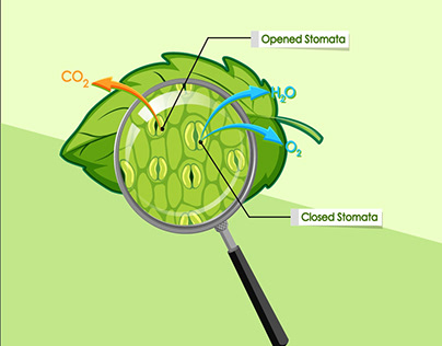 Plant Schematic Stomata