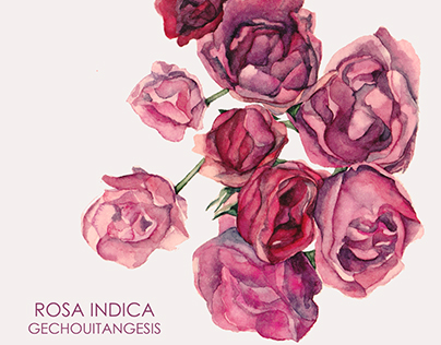 Rosa Indica