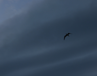 bird against cloudy sky
