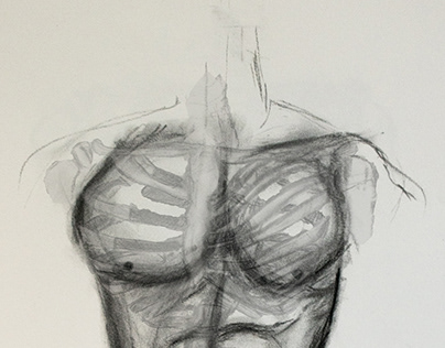 Torso x-ray illustration