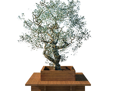 Wooden Bench with Olive Tree