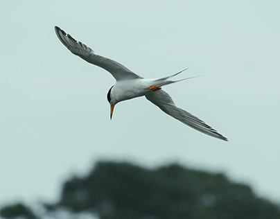 Forster's Tern in Flight