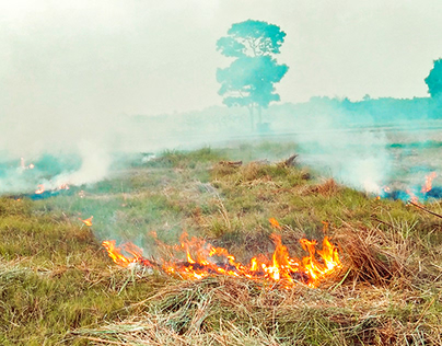 Stubble burning: After harvesting the crops