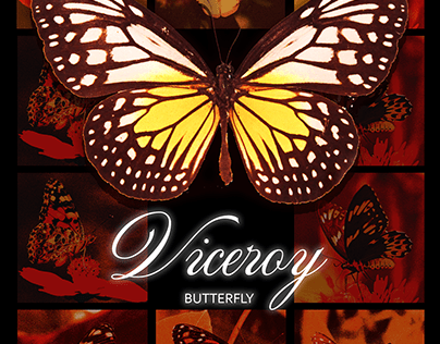 NATURE WORLD DISCOVERY | VICEROY | POSTER