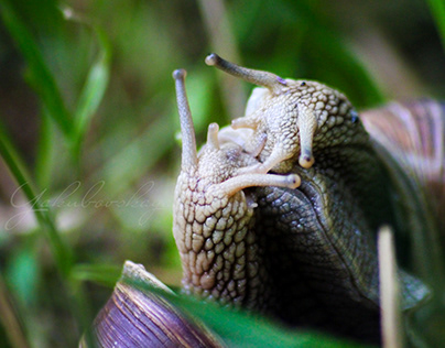 Photo snails