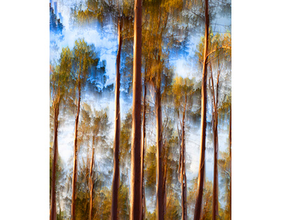 The Pines, an ICM project