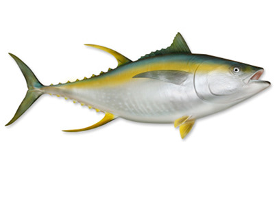 The Yellowfin Tuna - A Popular Pelagic Fish for Anglers