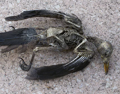 Mummified bird II