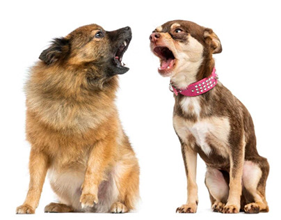 Dog Behavior Training: How to Train a Dog?