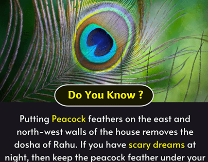 Peacock Feather Astrology