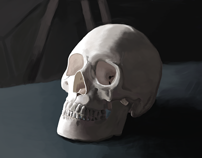 Skull Still Life
