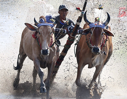 Cow Racing Festival at Ro Pagoda, Vietnam