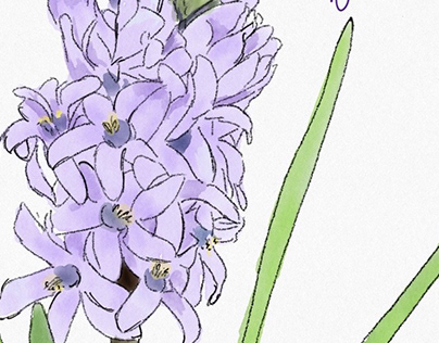 Flower Illustrations