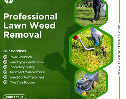 Professional Lawn Weed Control