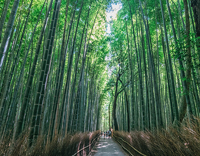 Arashiyama Bamboo Forest - Kyoto - Japan (2016)