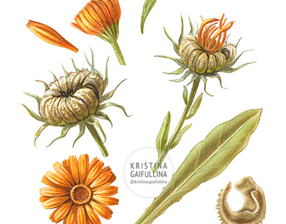 Serie van hybride patroon Calendula Officinalis Projects | Photos, videos, logos, illustrations and  branding on Behance