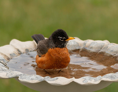 Wild And Wet Robin