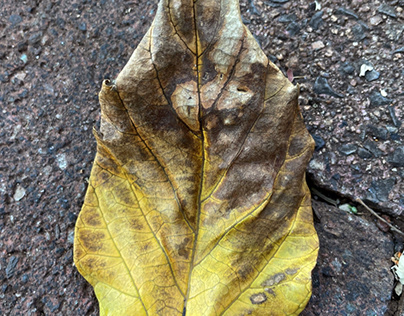 Brown and yellow leaf