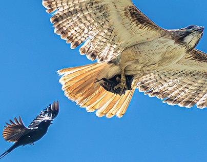 Brutal Nest Raid - Red-tailed Hawk vs Grackles