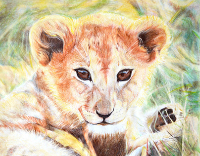 "Lion Cub" - 8.5" x 11" coloured pencil drawing