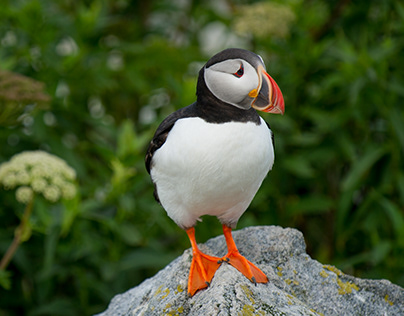 Atlantic Puffin One such a super cute funny creation