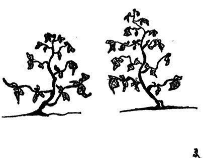 Plant & Tree Related