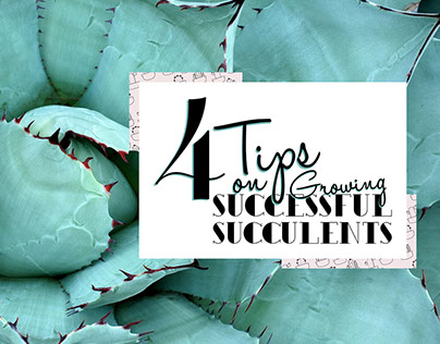4 Tips on Growing Successful Succulents