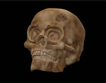 skull model 3d