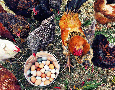 Free-range eggs are from birds